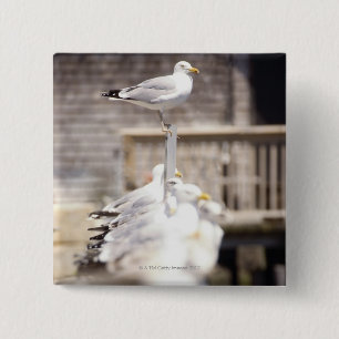 groep haringkorren (Larus argentatus) op een Vierkante Button 5,1 Cm