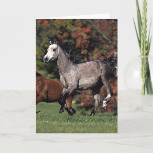 Groep het Arabische Lopen van Paarden Kaart (Voorkant)