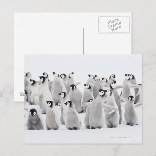 Groep keizerpinguïns (Aptenodytes forsteri) Briefkaart (Voorkant / Achterkant)