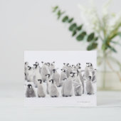 Groep keizerpinguïns (Aptenodytes forsteri) Briefkaart (Staand voorkant)