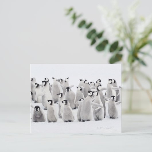 Groep keizerpinguïns (Aptenodytes forsteri) Briefkaart (Staand voorkant)