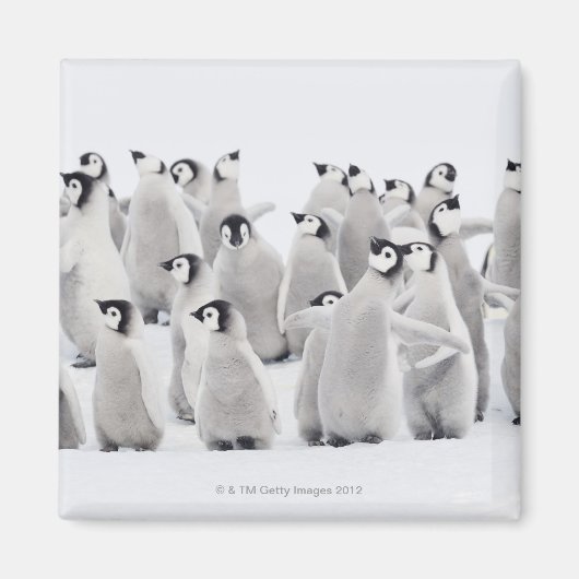 Groep keizerpinguïns (Aptenodytes forsteri) Magneet (Voorkant)
