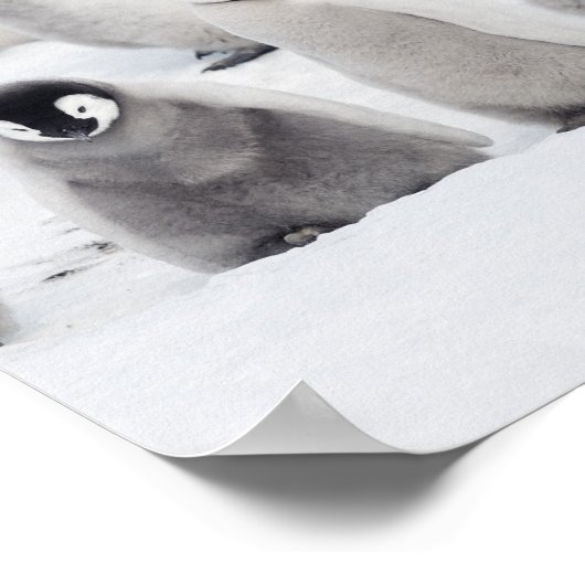 Groep keizerpinguïns (Aptenodytes forsteri) Poster (Hoek)