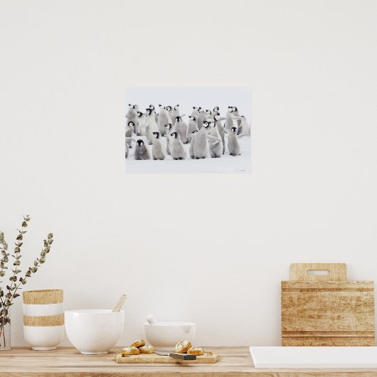 Groep keizerpinguïns (Aptenodytes forsteri) Poster (Keuken)