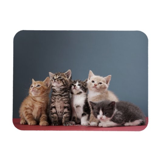 Groep Kittens Magneet (Horizontaal)
