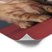 Groep Kittens Poster (Hoek)