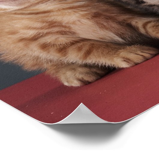 Groep Kittens Poster (Hoek)