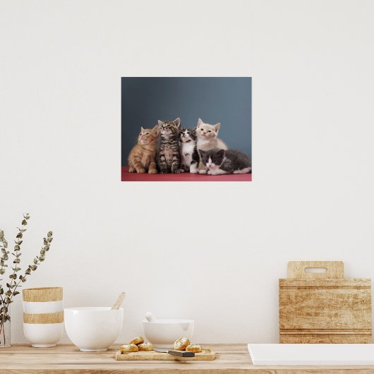 Groep Kittens Poster (Keuken)