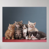 Groep Kittens Poster (Voorkant)
