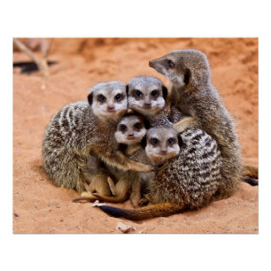 Groep Meerkatten bij elkaar Perfect Poster