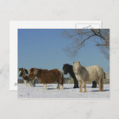 Groep minipaarden in de sneeuw briefkaart (Voorkant / Achterkant)
