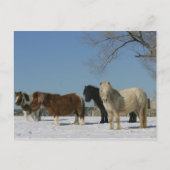 Groep minipaarden in de sneeuw briefkaart (Voorkant)