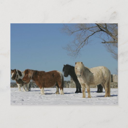 Groep minipaarden in de sneeuw briefkaart (Voorkant)
