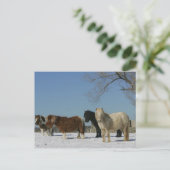 Groep minipaarden in de sneeuw briefkaart (Staand voorkant)
