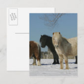 Groep minipaarden in de sneeuw briefkaart (Voorkant / Achterkant)