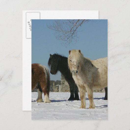 Groep minipaarden in de sneeuw briefkaart (Voorkant / Achterkant)