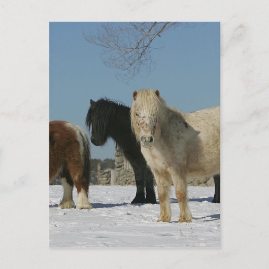 Groep minipaarden in de sneeuw briefkaart (Voorkant)
