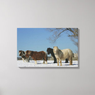 Groep minipaarden in de sneeuw canvas afdruk