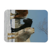 Groep minipaarden in de sneeuw magneet (Horizontaal)