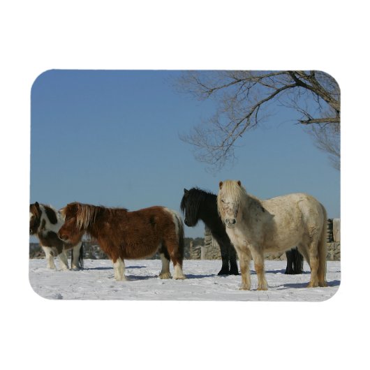 Groep minipaarden in de sneeuw magneet (Horizontaal)