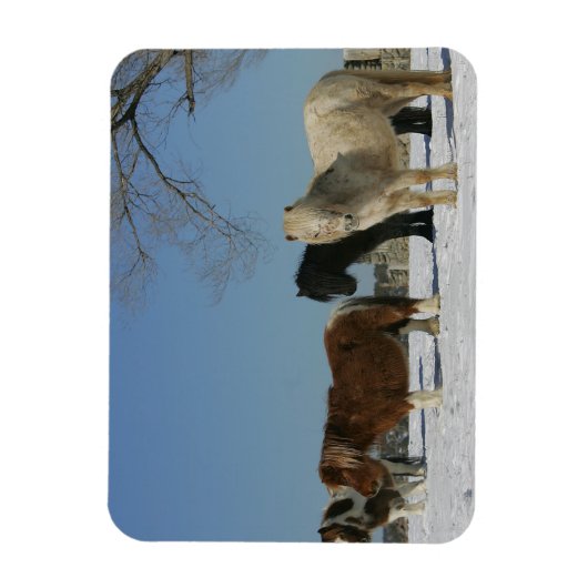Groep minipaarden in de sneeuw magneet (Verticaal)