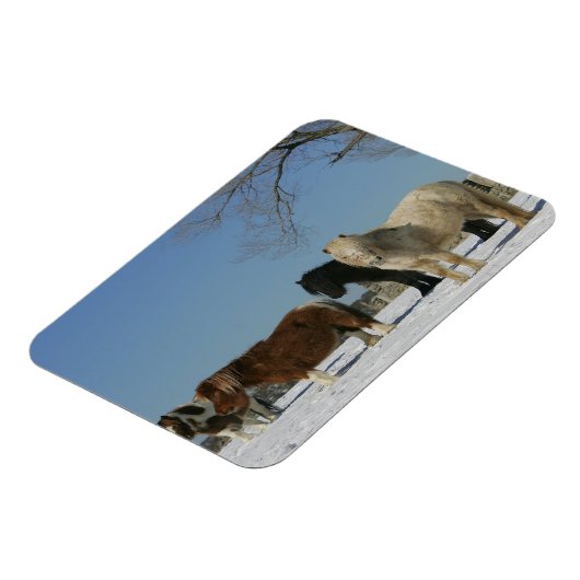 Groep minipaarden in de sneeuw magneet (Linkerzijde)