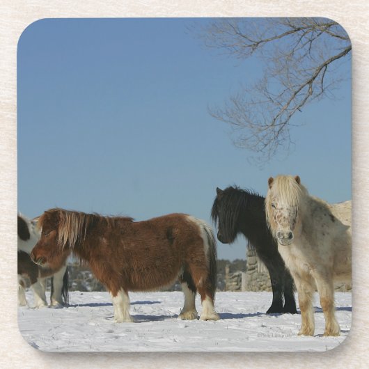 Groep minipaarden in de sneeuw onderzetter (Voorkant)