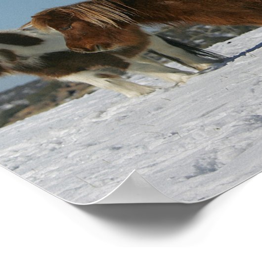 Groep minipaarden in de sneeuw poster (Hoek)