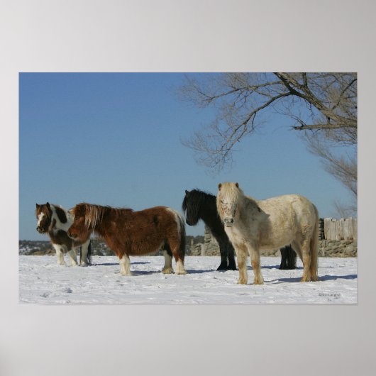 Groep minipaarden in de sneeuw poster (Voorkant)