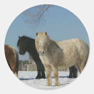 Groep minipaarden in de sneeuw ronde sticker