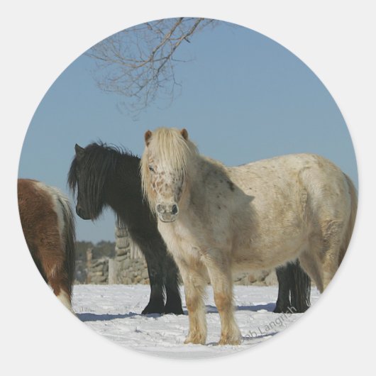 Groep minipaarden in de sneeuw ronde sticker (Voorkant)