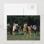 Groep miniveulens briefkaart (Voorkant / Achterkant)