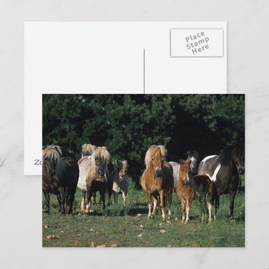 Groep miniveulens briefkaart (Voorkant / Achterkant)