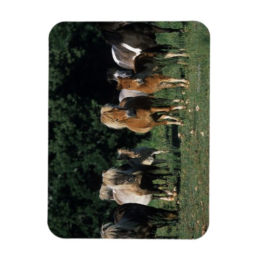 Groep miniveulens magneet (Verticaal)