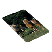 Groep miniveulens magneet (Rechterzijde)