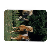 Groep miniveulens magneet (Horizontaal)