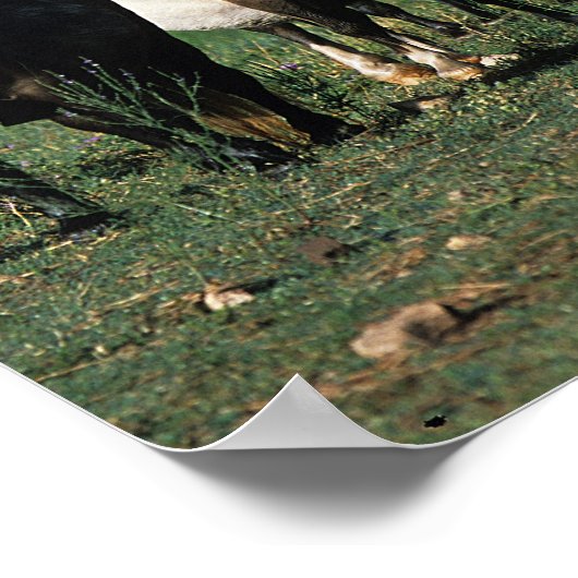 Groep miniveulens poster (Hoek)