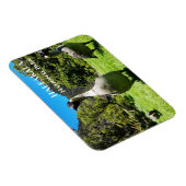 Groep Nēnē, Haleakalā National Park, Maui, HI Magneet (Rechterzijde)