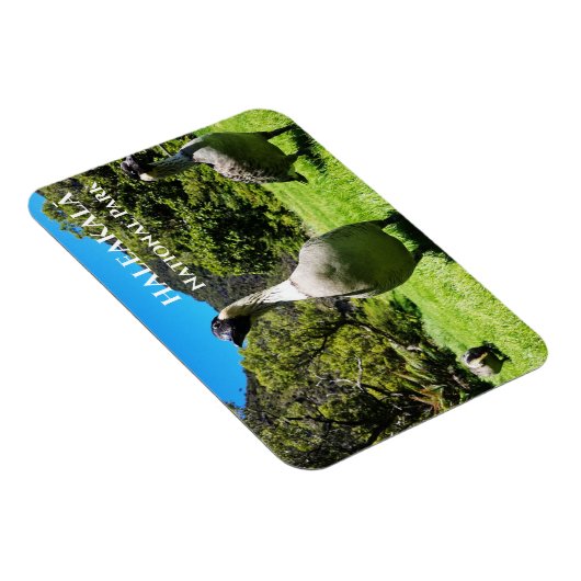 Groep Nēnē, Haleakalā National Park, Maui, HI Magneet (Rechterzijde)