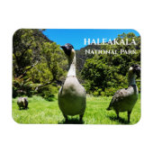 Groep Nēnē, Haleakalā National Park, Maui, HI Magneet (Horizontaal)