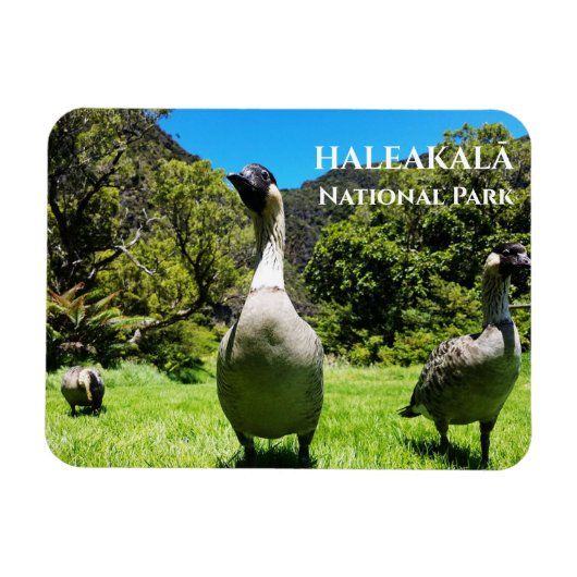 Groep Nēnē, Haleakalā National Park, Maui, HI Magneet (Horizontaal)