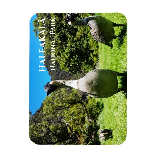 Groep Nēnē, Haleakalā National Park, Maui, HI Magneet (Verticaal)