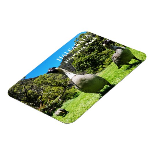 Groep Nēnē, Haleakalā National Park, Maui, HI Magneet (Linkerzijde)