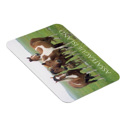 Groep paarden, Assateague National Seashore Magneet (Rechterzijde)