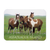 Groep paarden, Assateague National Seashore Magneet (Horizontaal)