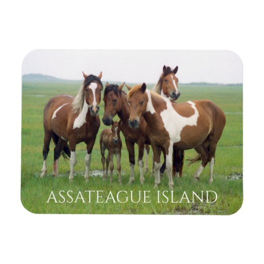 Groep paarden, Assateague National Seashore Magneet (Horizontaal)