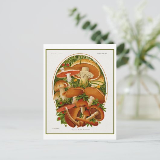 groep paddenstoelen briefkaart (Staand voorkant)