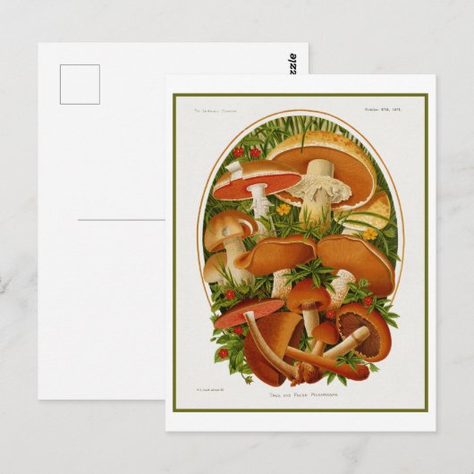  groep paddenstoelen briefkaart (Voorkant / Achterkant)