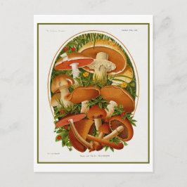 groep paddenstoelen briefkaart