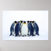 Groep Pinguïns Poster (Voorkant)